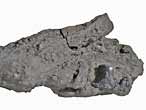 Planohybodus grossiconus cartilage Fossile du jurassique Boulonnais